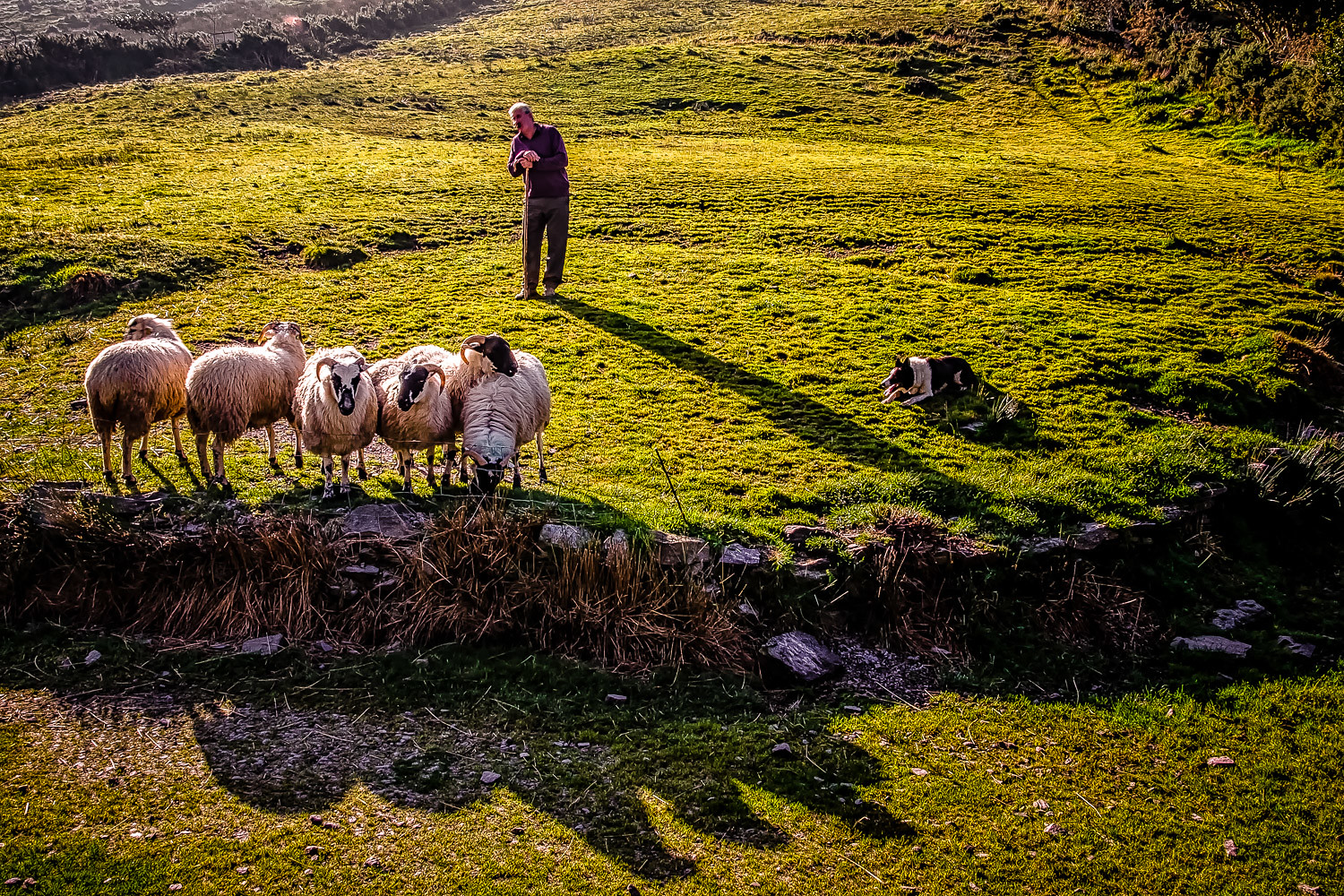 Farmer demonstrating the herding of sheep with his dogs.