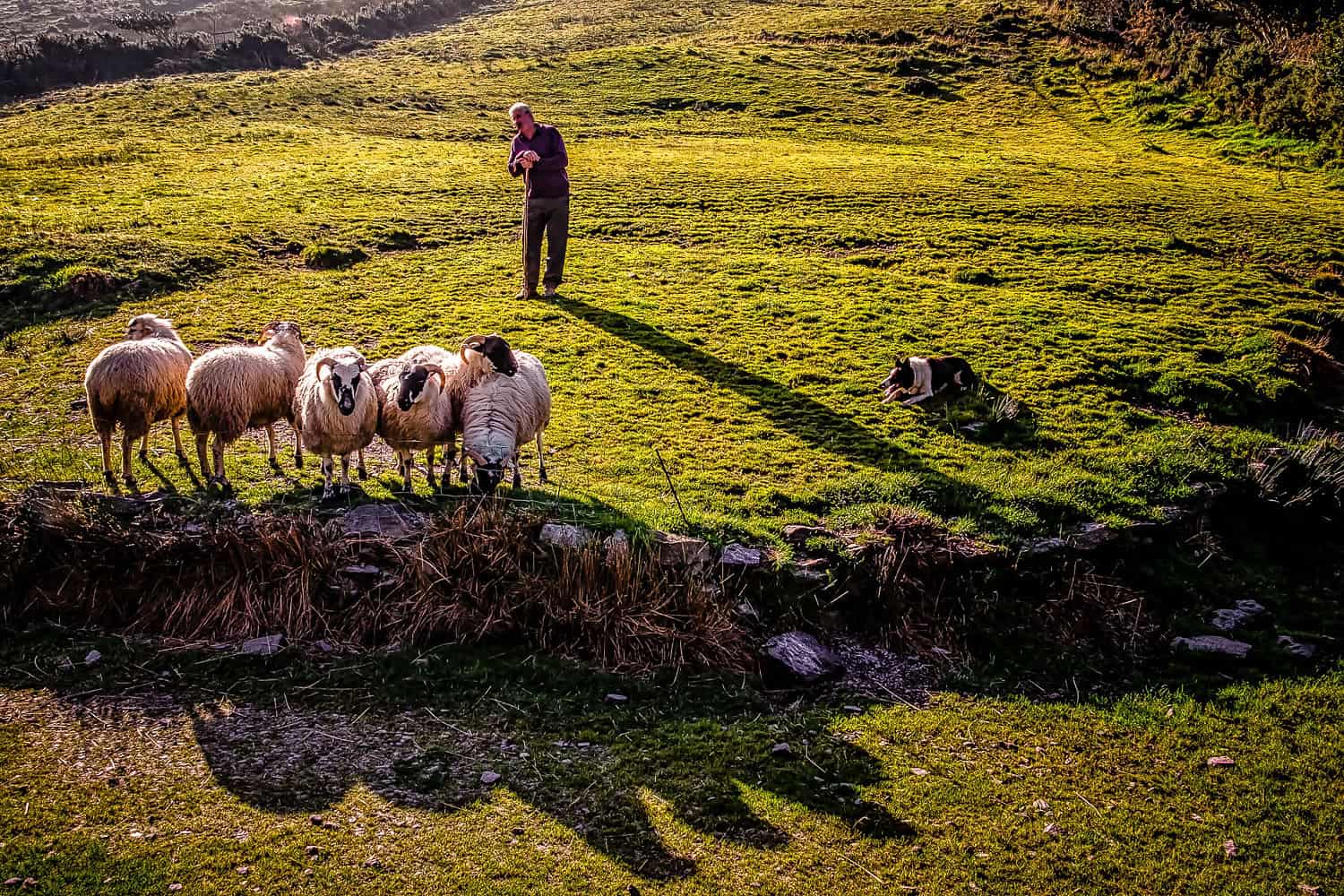 Sheep in a field